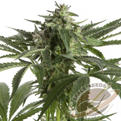 Space Seeds - AUTO Space Amnesia Haze