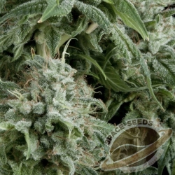 Space Seeds - AUTO Northern Light