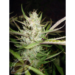Space Seeds - AUTO AK-47