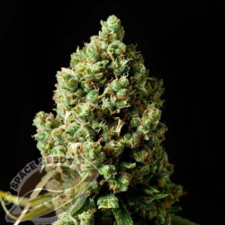 Space Seeds - AUTO Space Jack