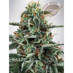 Space Seeds - AUTO White Widow