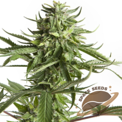 Space Seeds -  Space Panic Moby