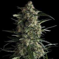 Space Seeds - AUTO Space Carmel XXL