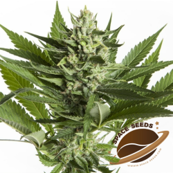 Space Seeds - Space Somango Devil
