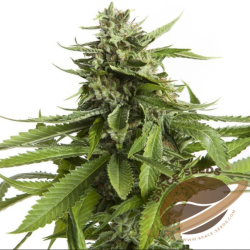 Space Seeds - Space AK-47