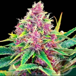 Space Seeds - AUTO Space Purple Kush XXL