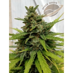 Space Seeds - AUTO Critical Space