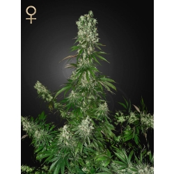 Strain Hunters - White Strawberry Skunk