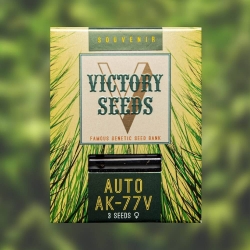 Victory Seeds - Auto AK-77V