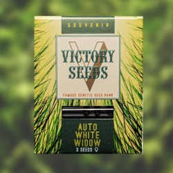 Victory Seeds - Auto White Widow