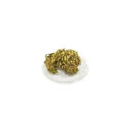CBD Black Buddha   