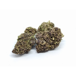 Susz konopny "Purple Bomb" 1g
