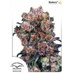 Nasiona marihuany Dutch Passion Blueberry 3 nasiona