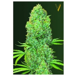 Nasiona marihuany Victory Seed`s Amnesia Haze 3 nasiona